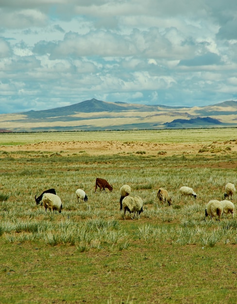 Premium Photo | Mongolian pastures in the area zavkhan river, river in ...