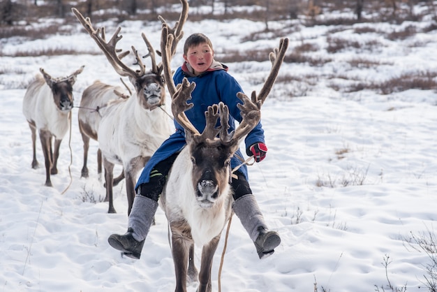 Premium Photo | Mongolian reindeer in traditionally tsaatan family on ...