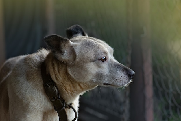 巨大な悲しい目を持つ雑種犬 プレミアム写真