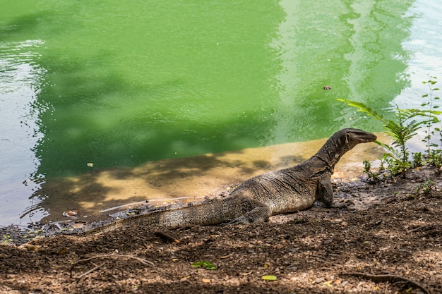 バンコクのルンピニー公園でトカゲを監視します アジア人 危険 プレミアム写真