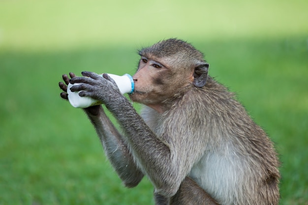 Premium Photo | Monkey drinking milk in the park in sunny day