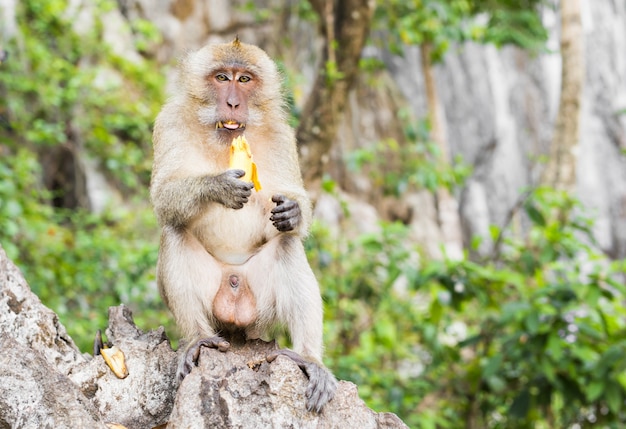 Premium Photo Monkey Eats Banana