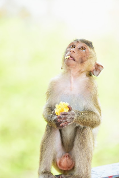 猿の家族は猿の母親とかわいい猿の赤ちゃんを持っています プレミアム写真