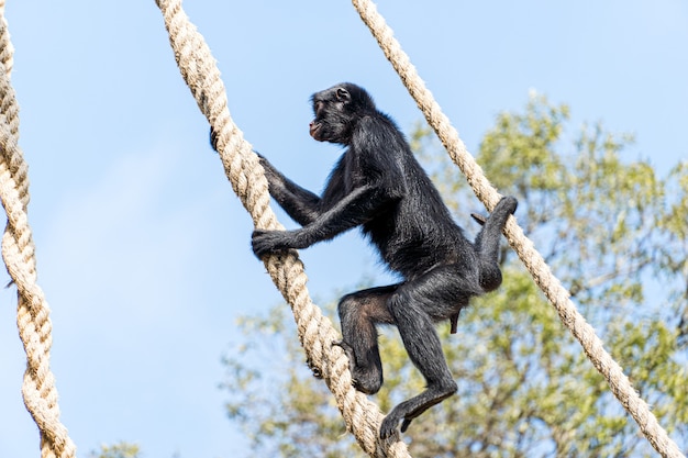 Premium Photo | Monkey playing, eating and walking in a biopark in brazil.