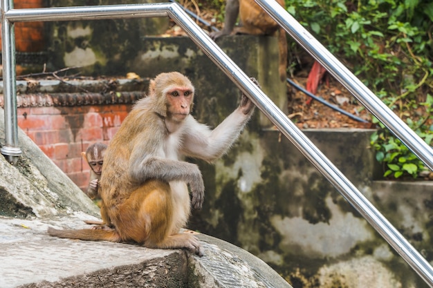 Premium Photo | Monkey sitting on the ledder to swayambhunath temple or ...