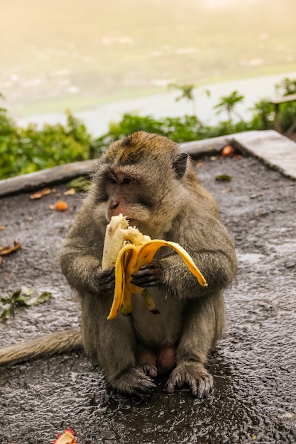 道路に座っている猿とバナナを食べる 猿は通りで食べています プレミアム写真