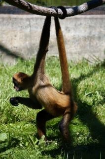 Monkey Tail