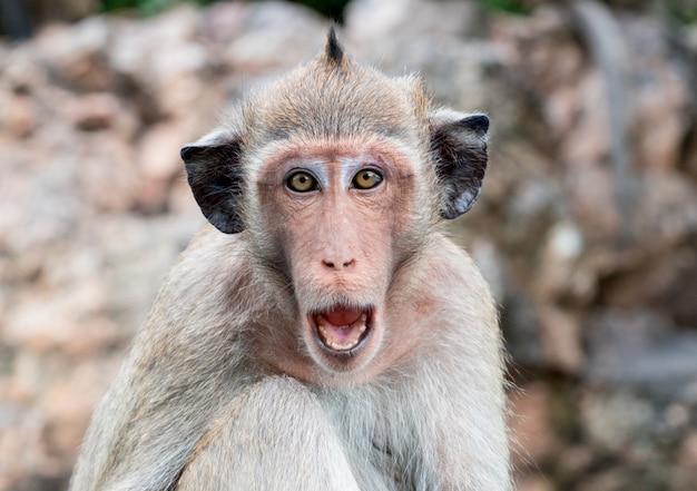 黒い耳の猿が口を開けて脅す プレミアム写真