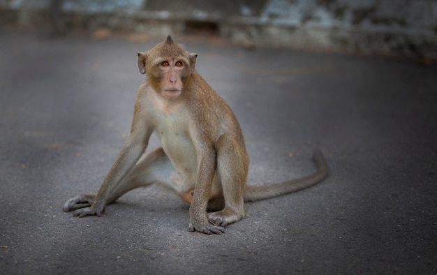 Premium Photo | Monkeys from southeast asia filmed in cambodia