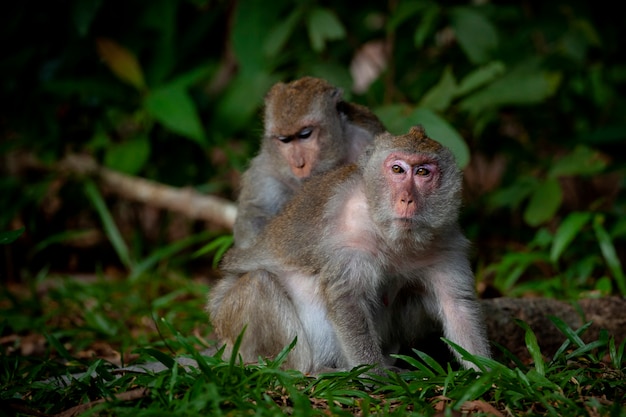 Premium Photo | Monkeys from southeast asia filmed in cambodia