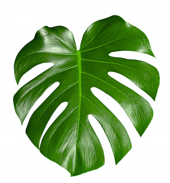 Premium Photo | Monstera beautiful green leaf of houseplants, , element ...