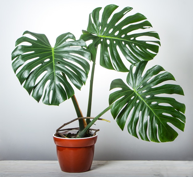 Monstera, houseplant in brown pot, on white wooden table. with space for text. Premium Photo