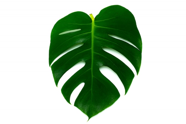 Premium Photo Monstera Miltiple Leaves Leaves Isolated On White Background Flat Lay Design