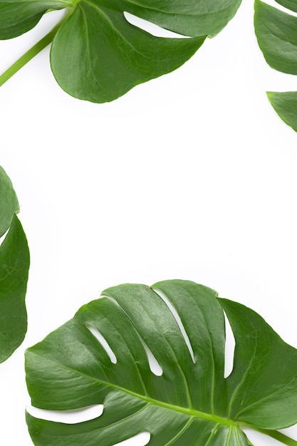 Premium Photo | Monstera plant leaves on white background