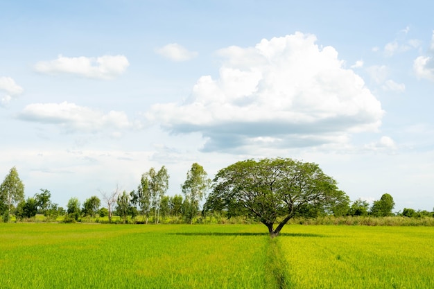 Premium Photo | A month old rice plant that was deprived of water was ...