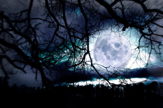 Free Photo | Moon between branches