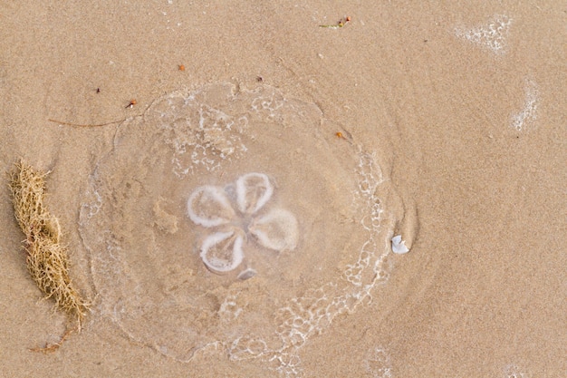 Premium Photo Moon Jellyfish On The Beach Of South Padre Island