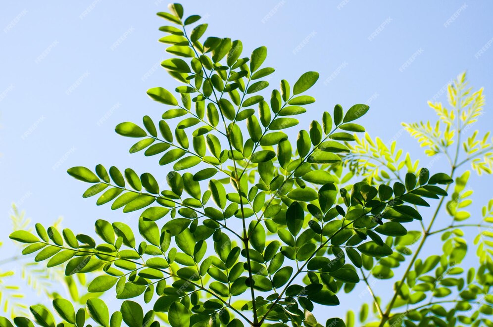 Premium Photo | Moringa or moringa oleifera branch green leaves on the ...