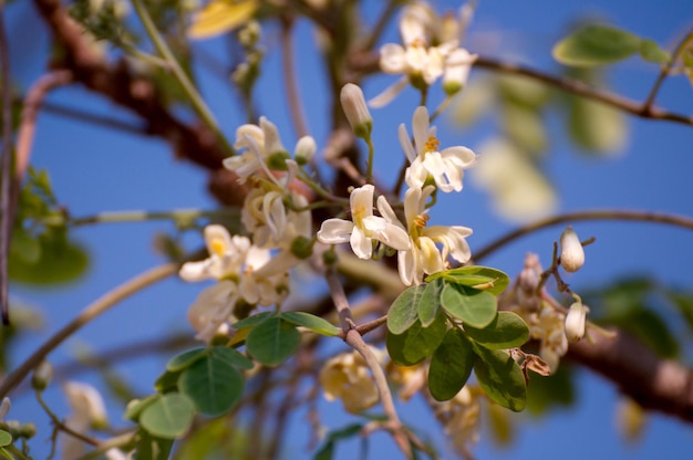 Premium Photo | Moringa Or Moringa Oleifera Flowers On The Sky Background.