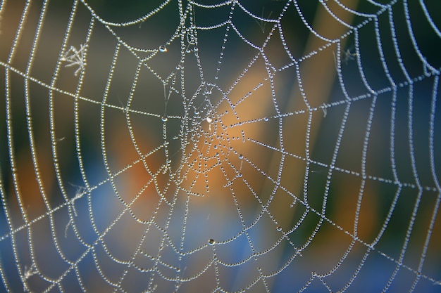 Premium Photo | Morning dew on spider webs