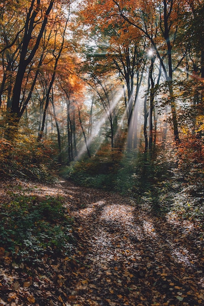 Premium Photo | Morning fog in the forest