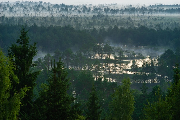 Premium Photo | Morning Fog Lingers Over Bog