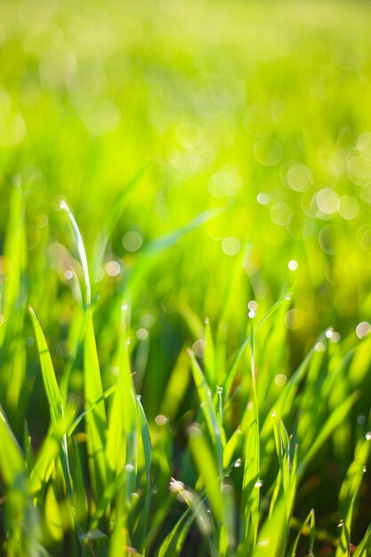 Premium Photo | Morning green grass in the sun with dew drops and ...