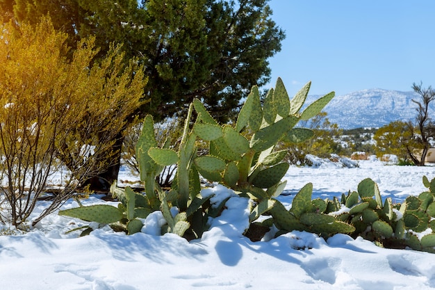 Premium Photo | Morning light on a snow covered cactus in arizona