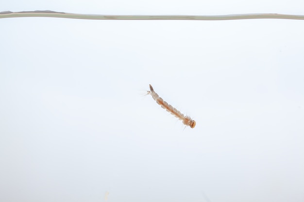 Premium Photo Mosquito Larvae In The Water Small Animal That Causes Tropical Diseases On White Background