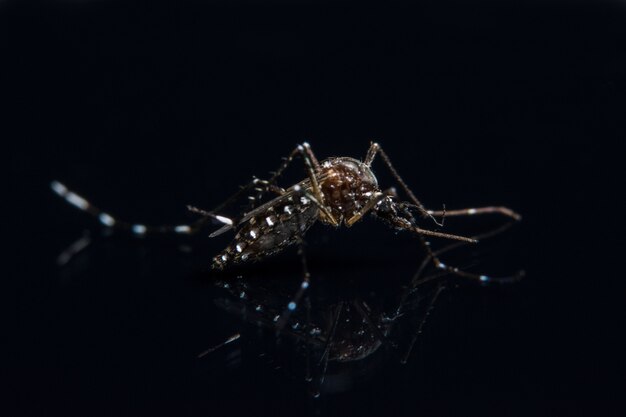 Mosquito macro background on black mirror Premium Photo