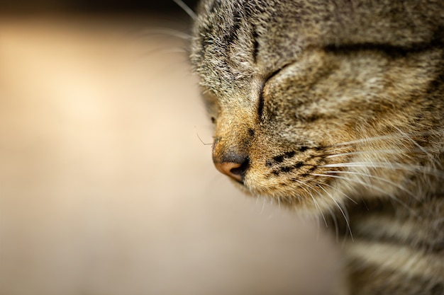 猫の鼻の蚊 灰色の猫は眠い プレミアム写真