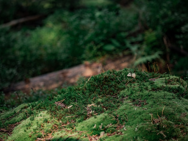 Premium Photo | Moss in the forest. natural background