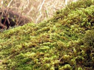 moss for plants download
