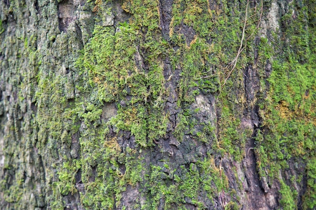 Premium Photo | Moss on wood