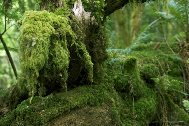 free download moss for plants