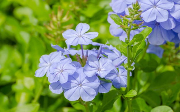 Premium Photo | The most beautiful purple flowers. for the background