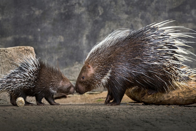 自然の雰囲気の中で母親と赤ちゃんのハリネズミ Hystrix Brachyura プレミアム写真