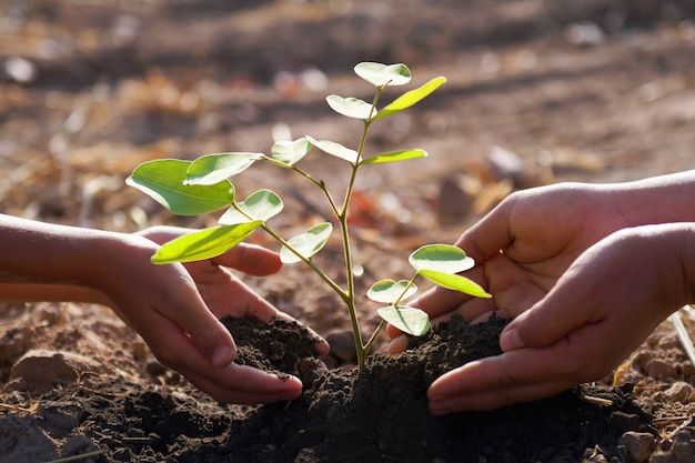 母親と子供たちが若い木を植えるのを助けます コンセプトグリーンワールド プレミアム写真