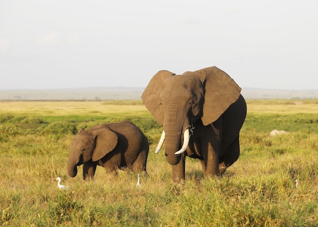 Free Photo Mother And Baby Elephant Walking On The Savanna Of Amboseli National Park Kenya Africa