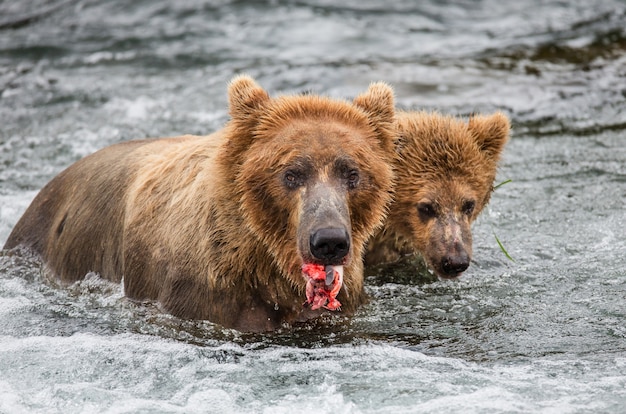 カブと母親のヒグマは川で鮭を食べています 米国 アラスカ カトマイ国立公園 プレミアム写真