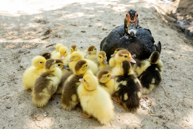 Premium Photo | Mother duck with her ducklings. there are many ...