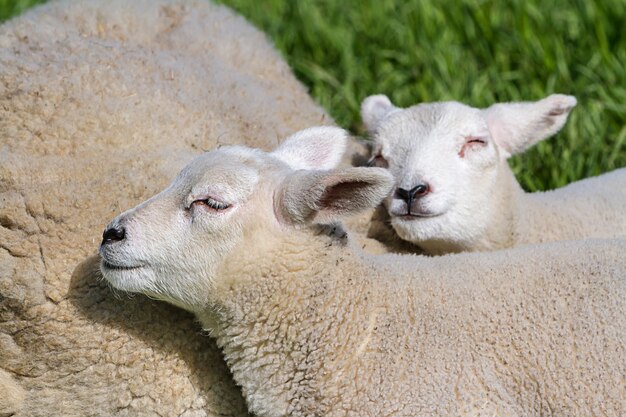 Premium Photo | Mother lamb and baby lamb walking on the meadow