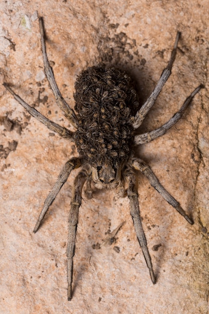 Premium Photo | Mother wolf spider with babies