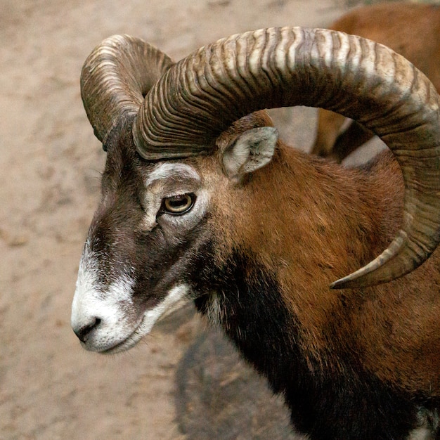 Premium Photo | Mouflon with large horns in the zoo close-up.