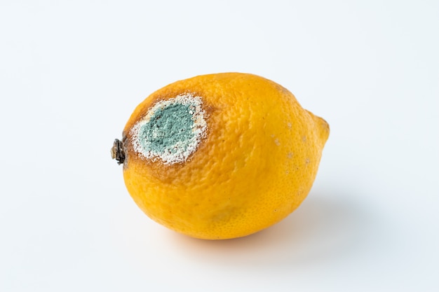 Premium Photo | Mouldy lemon on white surface. rotten citrus with fungus.