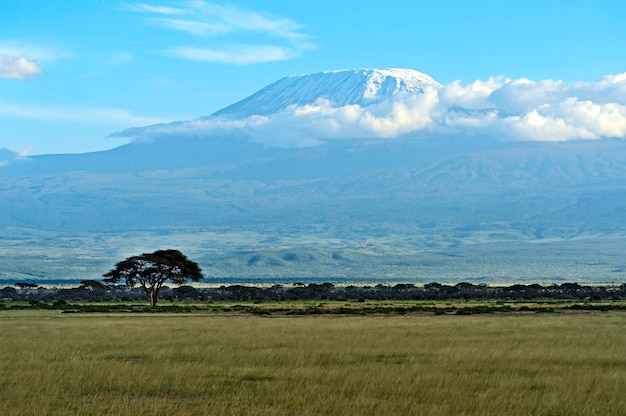 Premium Photo | Mount kilimanjaro in the african savannah in kenya