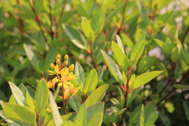 マウンテンペッパーの緑の葉 赤い茎 黄色の花が並んでいます プレミアム写真