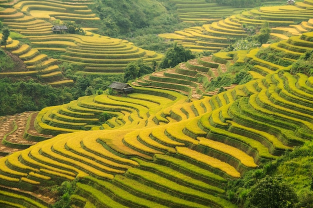 Premium Photo | Mountain rice planting rice fields on the terrace of ...