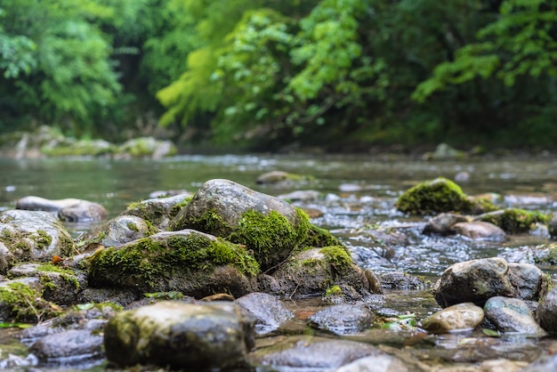 Free Photo Mountain River Flowing Through The Green Forest Rapid