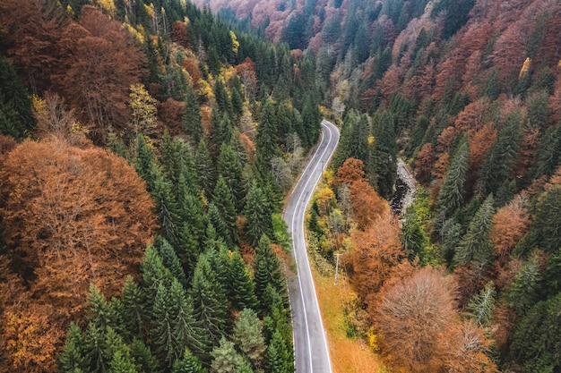 Premium Photo Mountain Road Through Forest